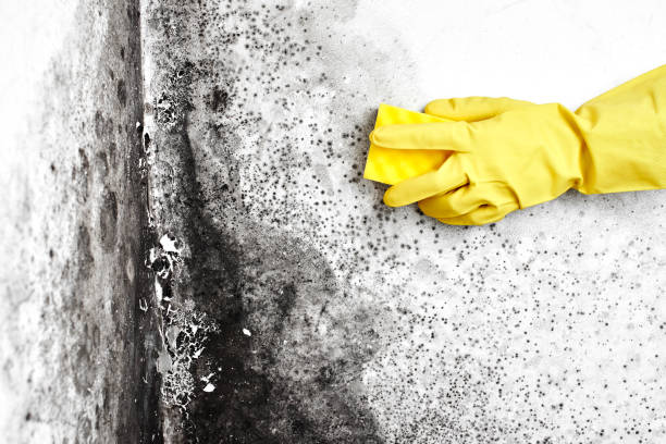 Best Emergency Mold Removal  in Fort Riley, KS