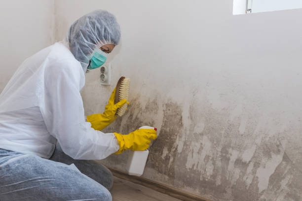 Best Attic Mold Removal  in Fort Riley, KS