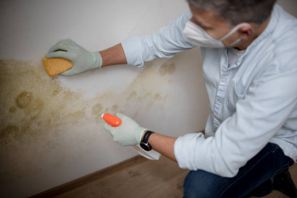 Best Professional Mold Removal  in Fort Riley, KS