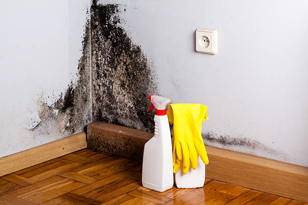 Best Same-Day Mold Removal  in Fort Riley, KS