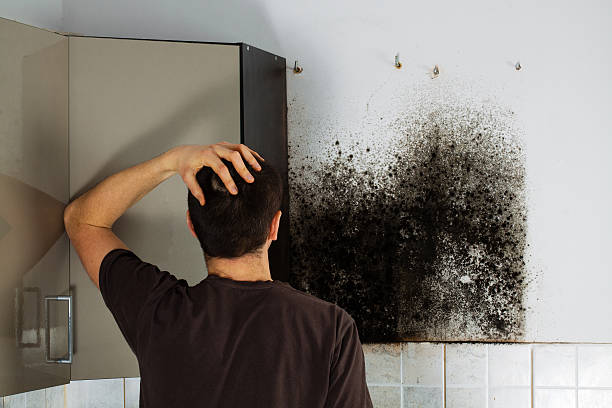 Best Mold Damage Repair  in Fort Riley, KS