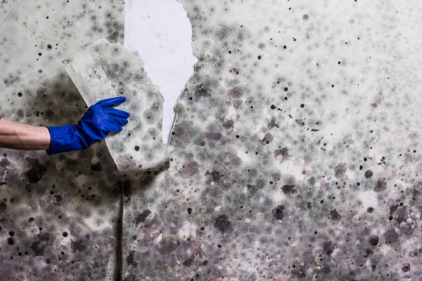 Best Fast Mold Removal  in Fort Riley, KS